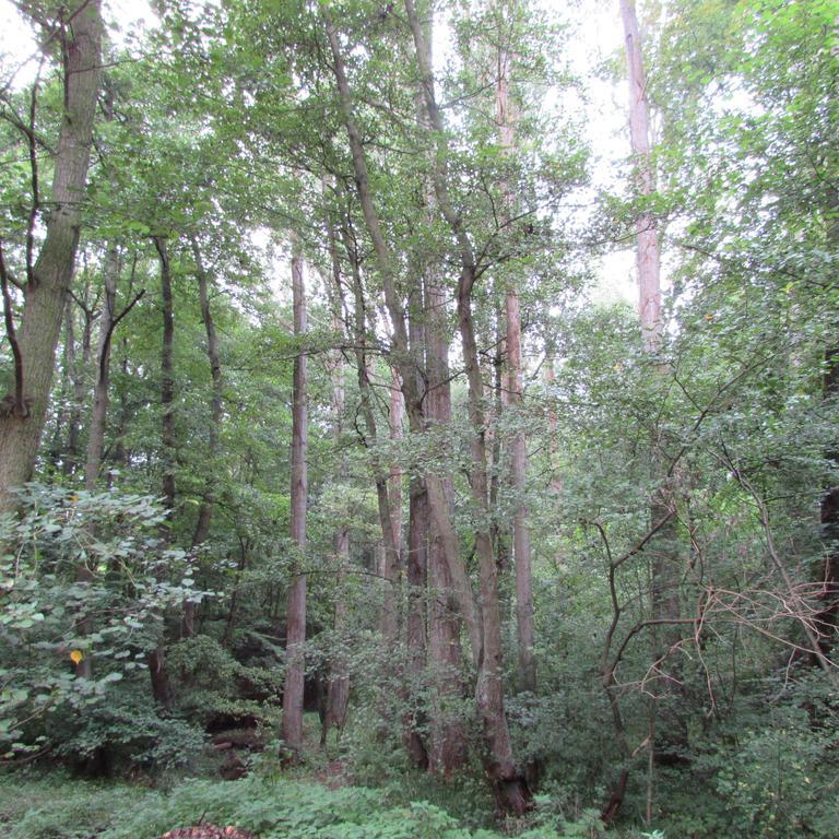 Eifel-Landhaus Ferienwohnungen "Em Gardestueffje" メッヒャーニッヒ 部屋 写真
